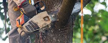 Best Tree Cabling and Bracing  in Nocona, TX