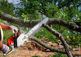 Best Stump Grinding and Removal  in Nocona, TX