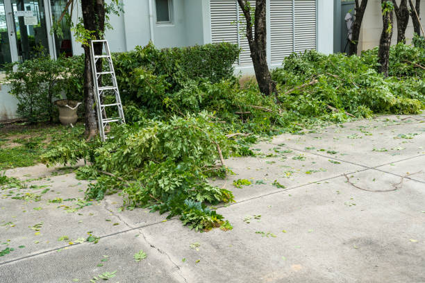 Best Utility Line Clearance  in Nocona, TX