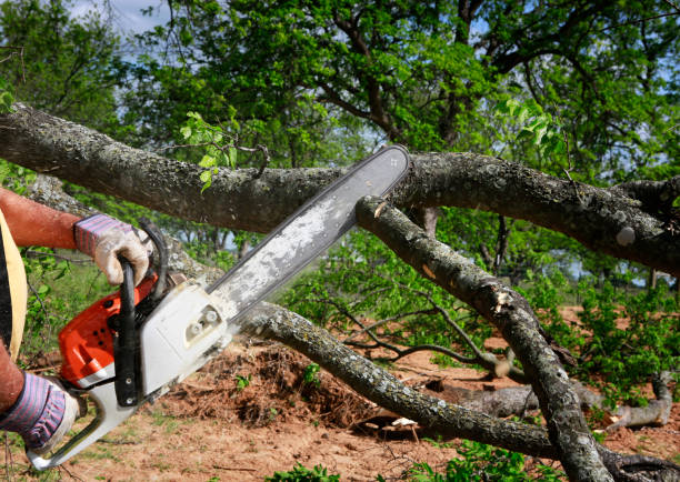 Best Palm Tree Trimming  in Nocona, TX